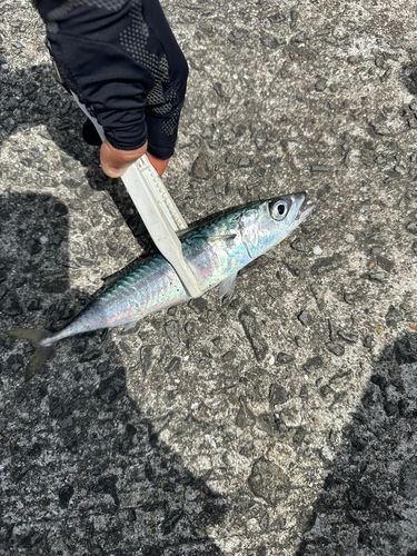 マサバの釣果