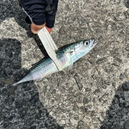 マサバ