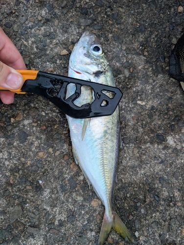 マアジの釣果