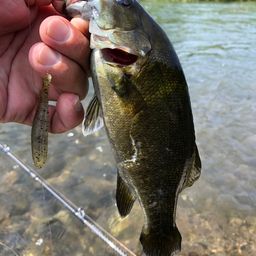 スモールマウスバス