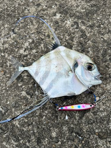 イトヒキアジの釣果