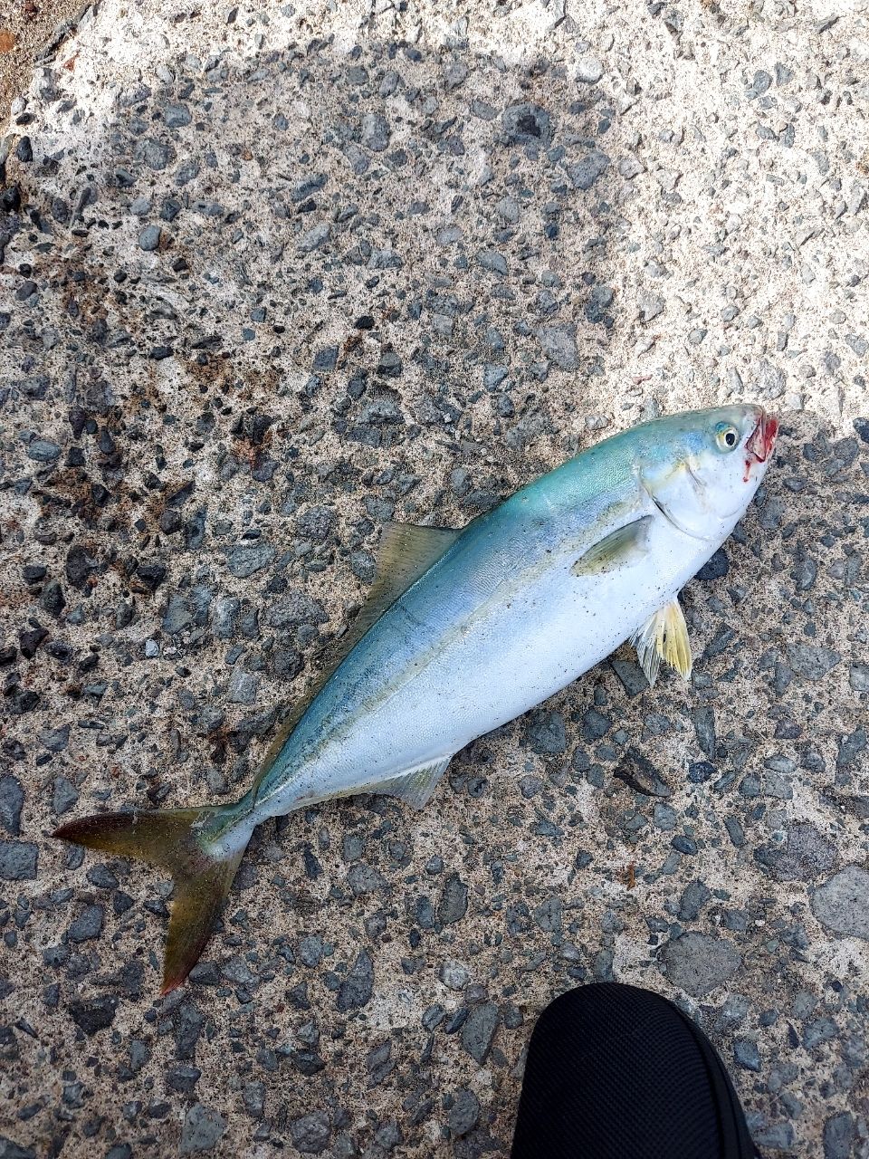 ワカシ
