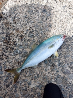 ワカシの釣果