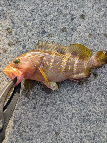 キジハタの釣果