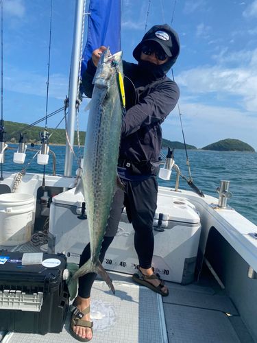 サワラの釣果