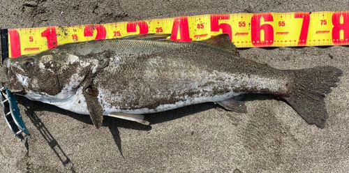 スズキの釣果