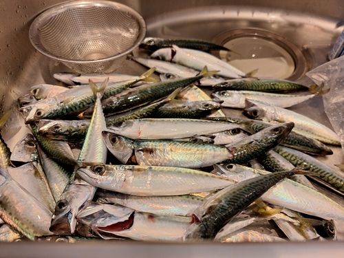 サバの釣果