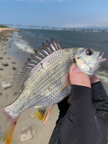 キビレの釣果