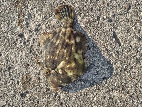 カワハギの釣果