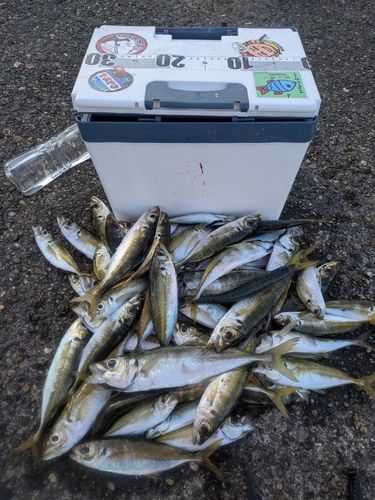 アジの釣果