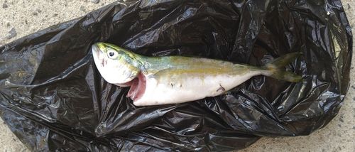 ワカシの釣果