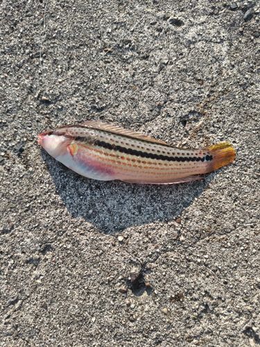 キュウセンの釣果