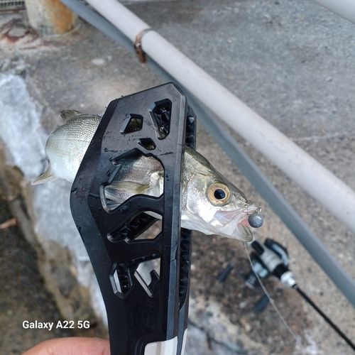 セイゴ（マルスズキ）の釣果