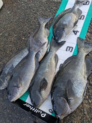 メジナの釣果