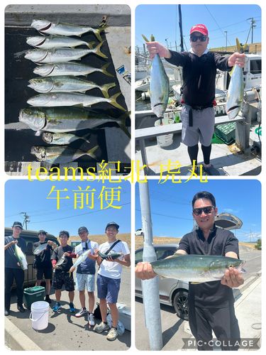 ブリの釣果