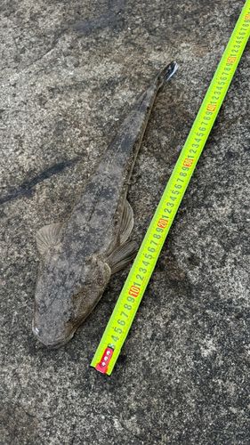 マゴチの釣果
