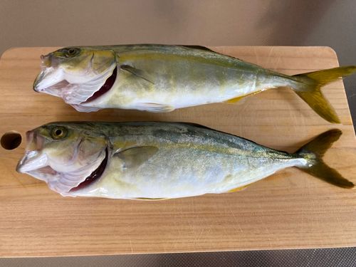 ワカシの釣果