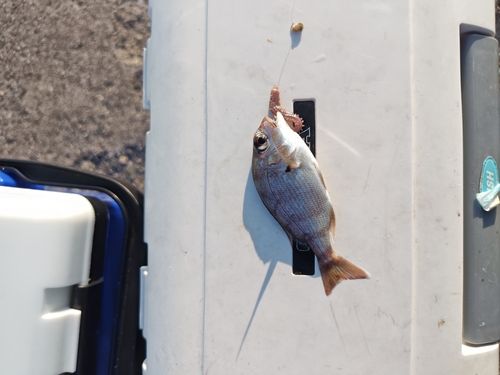 チャリコの釣果