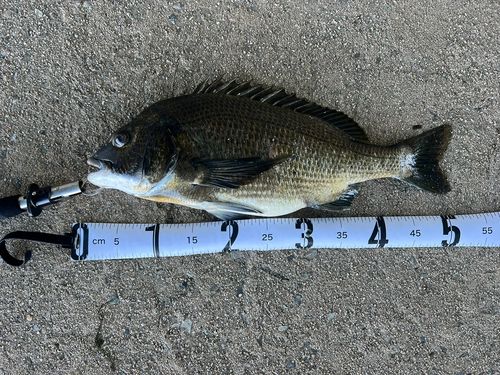 チヌの釣果