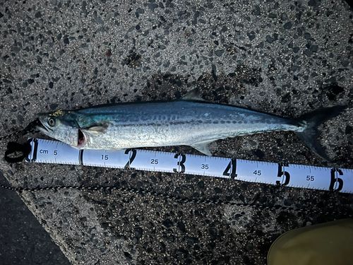 サゴシの釣果
