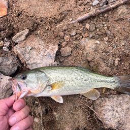 ラージマウスバス