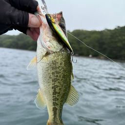 ラージマウスバス