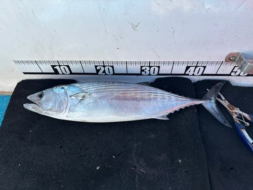 ハガツオの釣果