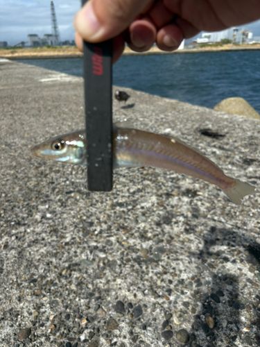 キスの釣果