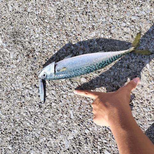 サバの釣果