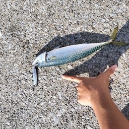 サバ