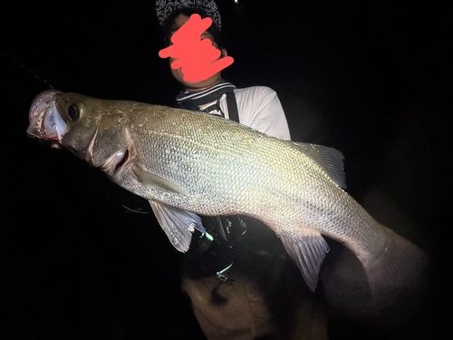 ヒラスズキの釣果