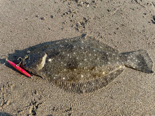 ソゲの釣果
