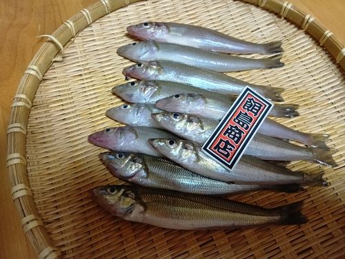シロギスの釣果
