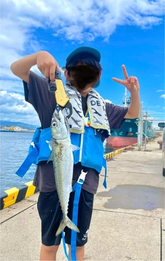 サバの釣果