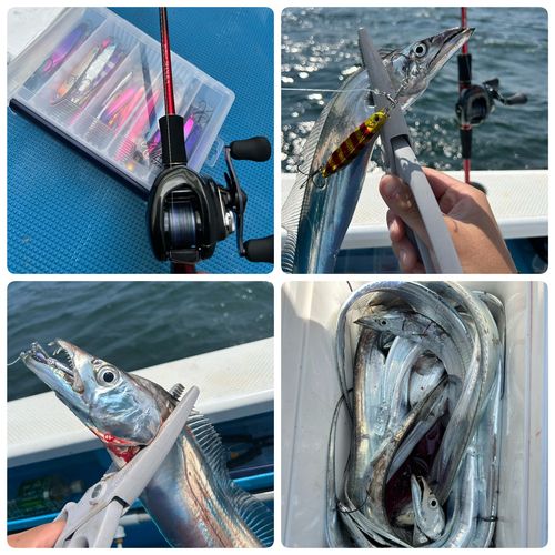 タチウオの釣果