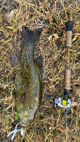 スモールマウスバスの釣果