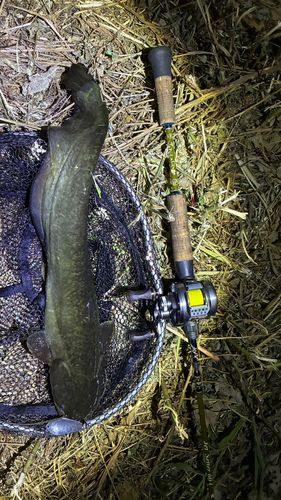 マナマズの釣果