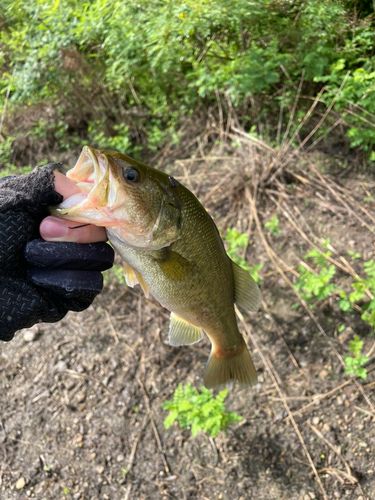 ラージマウスバスの釣果