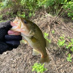 ラージマウスバス