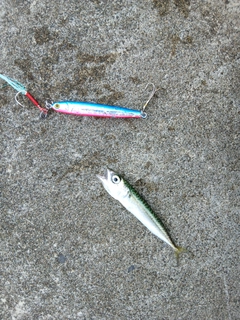 サバの釣果