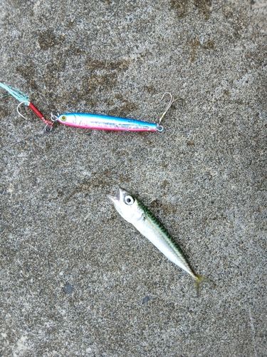 サバの釣果
