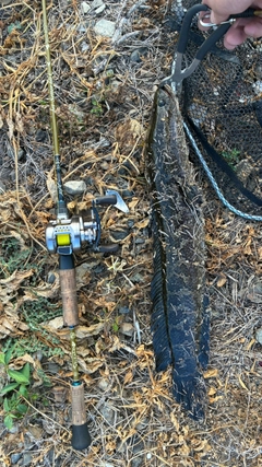 ライギョの釣果