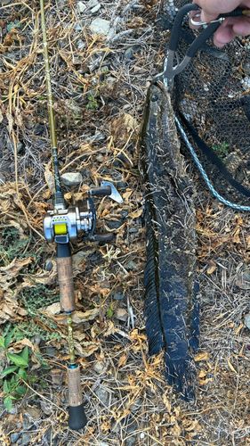 ライギョの釣果