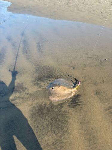 アカエイの釣果