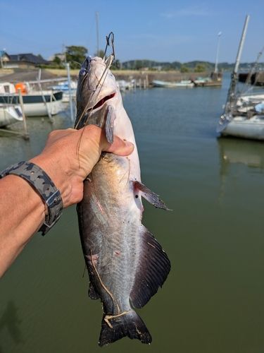 アメリカナマズの釣果