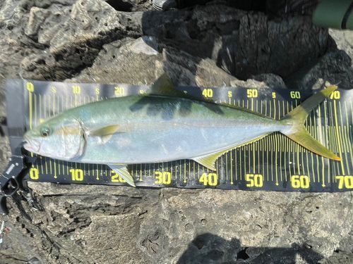 ヒラマサの釣果