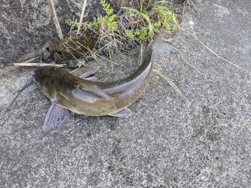 アメリカナマズの釣果