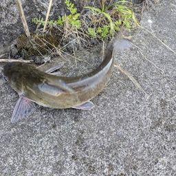 アメリカナマズ