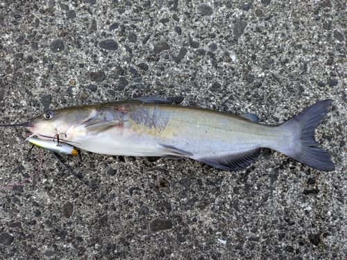 アメリカナマズの釣果