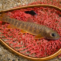 ニッコウイワナ